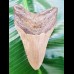 9,8 cm polished shark tooth of Megalodon from USA