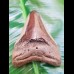9,8 cm polished shark tooth of Megalodon from USA