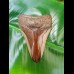 9,8 cm polished shark tooth of Megalodon from USA