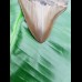 10,0 cm sehr scharfer Haizahn des Megalodon Hai