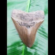 10,0cm very sharp shark tooth of Megalodon shark