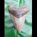 12,2cm formbeautiful tooth of Megalodon