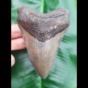 12,2cm formbeautiful tooth of Megalodon