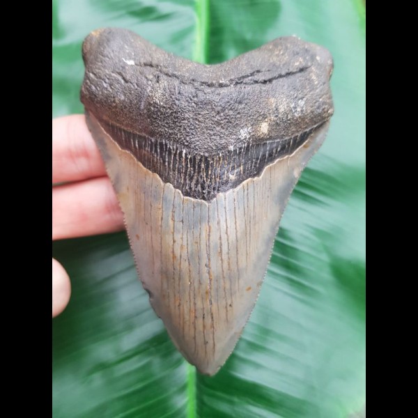 12,2cm formbeautiful tooth of Megalodon