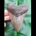 12,2cm formschöner Zahn des Megalodon