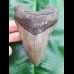 12,2cm formbeautiful tooth of Megalodon