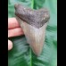 12,2cm formschöner Zahn des Megalodon