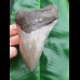 12,2cm formschöner Zahn des Megalodon
