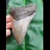 12,2cm formbeautiful tooth of Megalodon