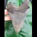 12,2cm formbeautiful tooth of Megalodon