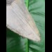 12,2cm formbeautiful tooth of Megalodon