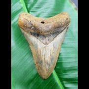 11,7 cm big shark tooth of Megalodon from USA