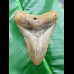 11,7 cm großer Haizahn des Megalodon aus den USA