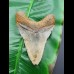 11,7 cm big shark tooth of Megalodon from USA