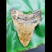 10,1 cm farbiger polierter Haizahn des Megalodon aus den USA