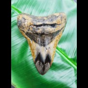 10,1 cm colorful polished shark tooth of Megalodon from USA
