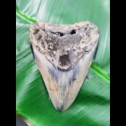 10,2 cm polished shark tooth of Megalodon from USA