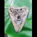 10,2 cm polished shark tooth of Megalodon from USA