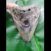 10,2 cm polished shark tooth of Megalodon from USA