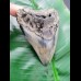 10,2 cm polished shark tooth of Megalodon from USA