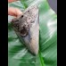 10,2 cm polished shark tooth of Megalodon from USA