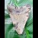 10,2 cm polished shark tooth of Megalodon from USA