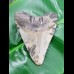 10,2 cm polierter Haizahn des Megalodon aus den USA