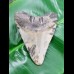 10,2 cm polished shark tooth of Megalodon from USA