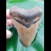 10,3 cm guter Haizahn des Megalodon den USA