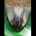 9,0 cm polished shark tooth of Megalodon from USA