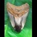 9,0 cm polished shark tooth of Megalodon from USA