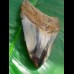 9,0 cm polished shark tooth of Megalodon from USA