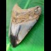 9,0 cm polished shark tooth of Megalodon from USA