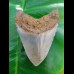 9,0 cm polished shark tooth of Megalodon from USA