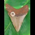 10,3 cm Zahn des Megalodon Hais aus den  USA