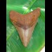 10,3 cm Zahn des Megalodon Hais aus den  USA