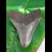 11,8cm top Qualität shark tooth of Megalodon