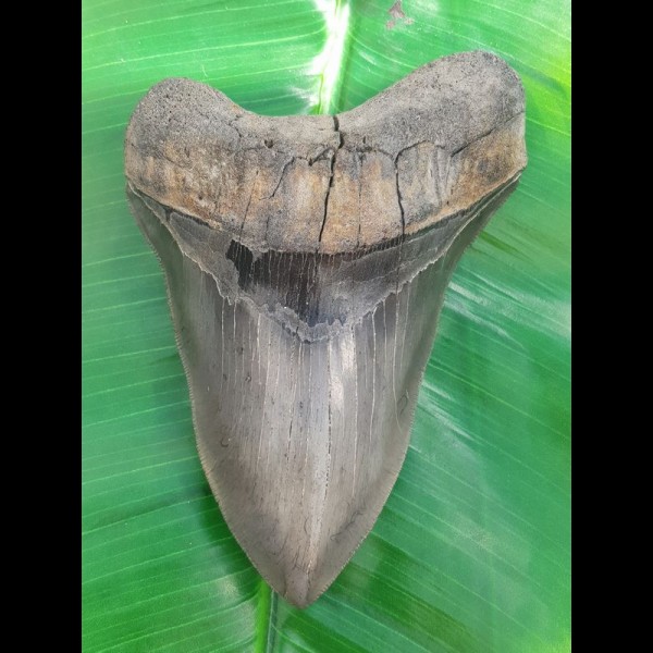 13,9cm giant, sharp shark tooth of Megalodon