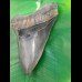 13,9cm gigantischer, scharfer Haizahn des Megalodon