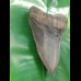 13,9cm giant, sharp shark tooth of Megalodon