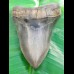 13,9cm giant, sharp shark tooth of Megalodon