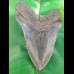 13,9cm gigantischer, scharfer Haizahn des Megalodon