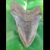 13,9cm giant, sharp shark tooth of Megalodon