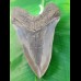 13,9cm giant, sharp shark tooth of Megalodon