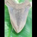 13,9cm gigantischer, scharfer Haizahn des Megalodon