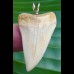 4,3 cm großer Zahn des Isurus hastalis als Anhänger