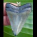 5,1 cm großer Anhänger eines juvenilen Megalodon