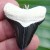 4,4 cm großer Zahn des Megalodon aus dem Bone Valley als Anhänger