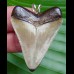 4,9 cm großer Anhänger des juvenilen Megalodon
