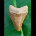 5.7 cm large colorful tooth of Carcharocles megalodon from Bone Valley